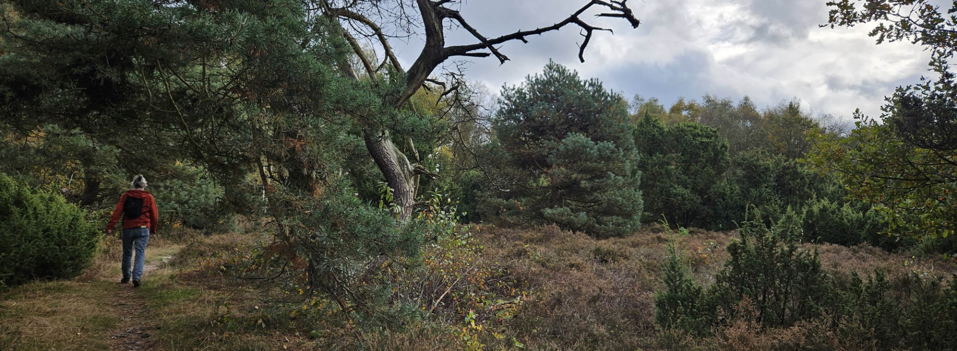 Wandelaar op een pad door de heide — op weg naar verandering